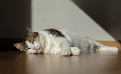 beautiful cute cat lying and sunbathing