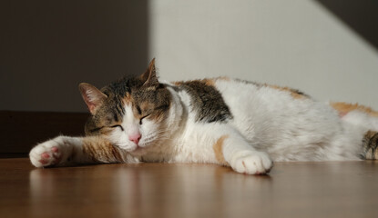 beautiful cute cat lying and sunbathing
