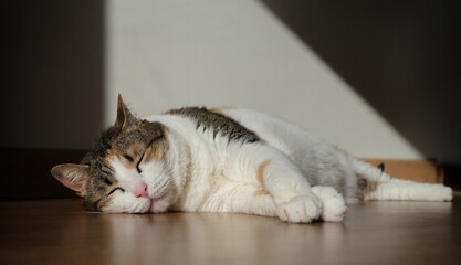 beautiful cute cat lying and sunbathing