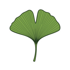 A single green ginkgo leaf with prominent veins.
