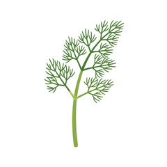 Green dill sprig with delicate feathery leaves on a white background.