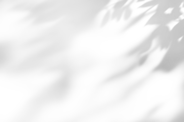 shadow overlay effect of natural tree leaves shadow over on white wall background,realistic summer sunlight abstract shadow overlay