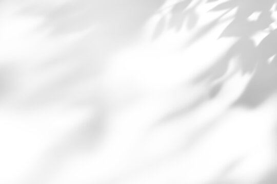 shadow overlay effect of natural tree leaves shadow over on white wall background,realistic summer sunlight abstract shadow overlay - Powered by Adobe