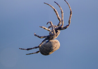 Close-Up of a Cross Spider in Its Web.