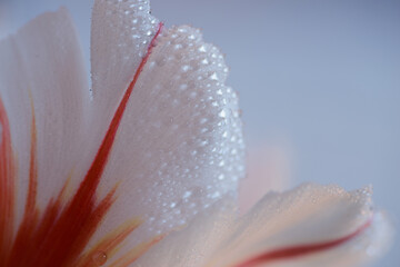 Delicate flower petals with dew drops.