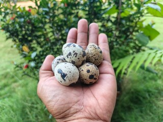 Close up, some quail eggs are in someone's hand