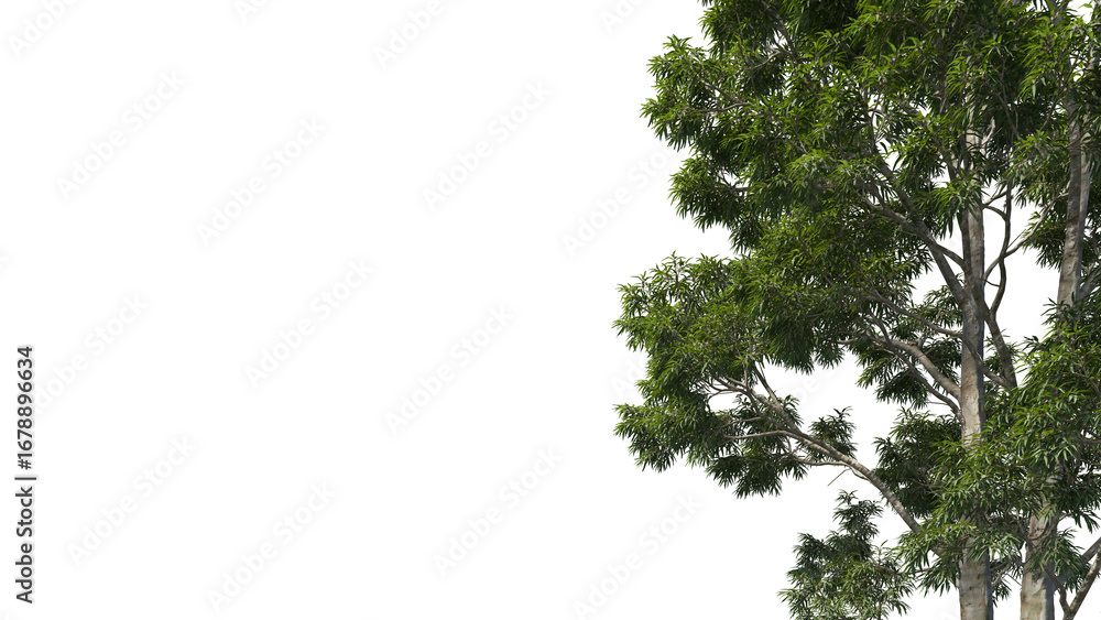 Poster foreground eucalyptus tree isolated on transparent backgrounds. high quality 3d rendering. png forma