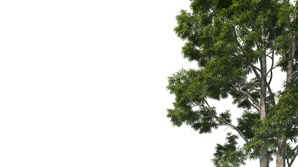 Foreground eucalyptus tree Isolated on transparent backgrounds. high quality 3d rendering. png format