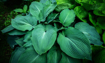 Fresh green plant as background. Selective focus with shallow depth of field.