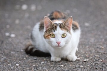 Young street Cat on the backyard looking curious at camera. Horizontal image with selective focus.