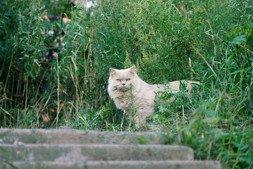 Fluffy White Cat on Garden Steps in Nature.
