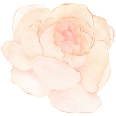 Watercolor peony bud in Beige and Pink colors. Isolated flower element for a bouquet. Winter atmospheric flower.