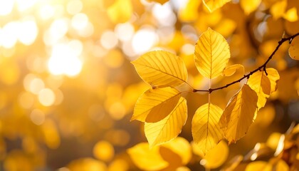 Autumn leaves bathed in sunlight
