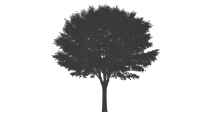 Isolated Tree Silhouette with Dense Foliage