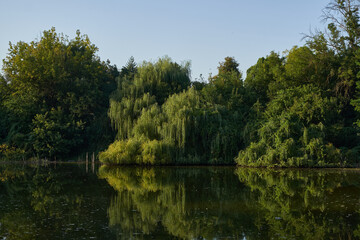 beautiful pond in the forest