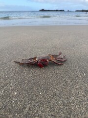 Small red crab resting on the wet sand near waves.