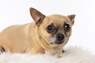 Chihuahua Dog on White Background