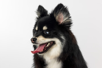 Fluffy Black Dog with Tongue Out