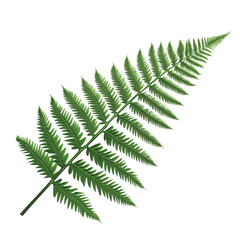 fern leaf, clip art style, white background, high