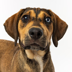 Obraz premium Brown Dog Close-Up with Heterochromia