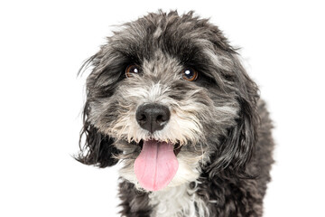 Fluffy Gray Dog Close-Up Portrait