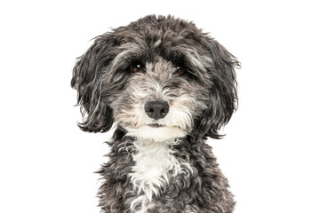 Fluffy Gray Dog Looking Forward