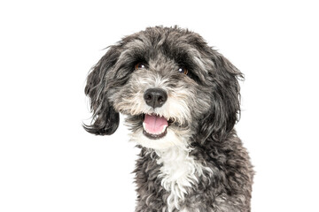 Fluffy Gray Dog Smiling Close-Up