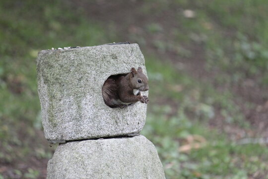 Wild Squirrel Eating Nut Inside Stone Structure