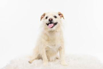 Happy White Dog Sitting on Fluffy Rug