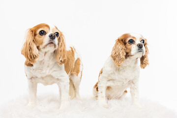 Pair of Cavalier King Charles Spaniels on White