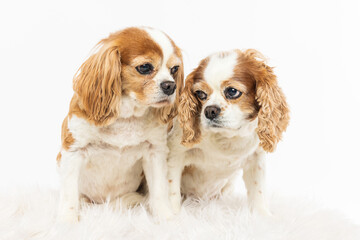 Cavalier King Charles Spaniels Cuddling Close