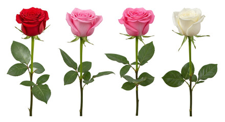 Four beautiful single stem roses in red pink and white colors arranged in a row isolated on transparent background