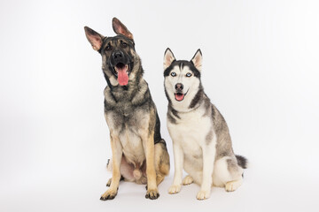 German Shepherd and Siberian Husky Sitting Together