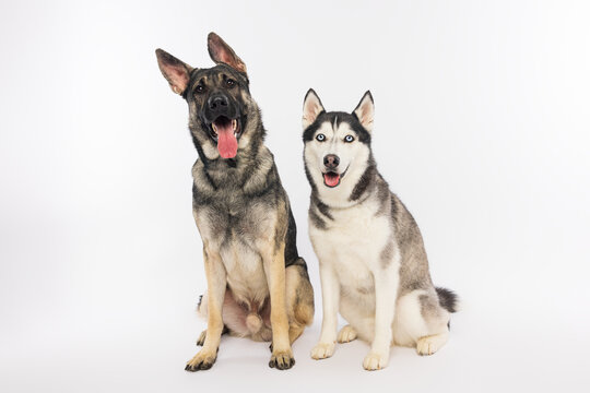 German Shepherd and Siberian Husky Sitting Together
