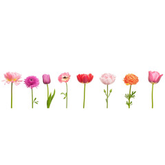 assorted flowers in a line on a white background, various colors of flowers, various