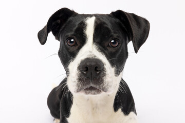 Black and White Dog Portrait on White Background