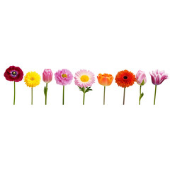 assorted flowers in a line on a white background, various colors of flowers, various
