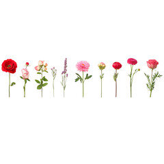 assorted flowers in a line on a white background, various colors of flowers, various