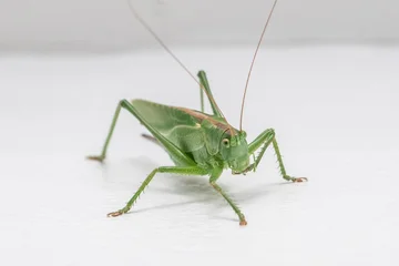 Grasshopper (Locust) isolated on white background – macro close-up of insect  © Stockdonkey
