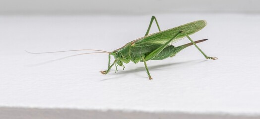 Grasshopper (Locust) isolated on white background – macro close-up of insect
