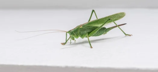 Grasshopper (Locust) isolated on white background – macro close-up of insect  © Stockdonkey