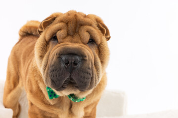 Close-Up of Shar Pei with Green Bow Tie