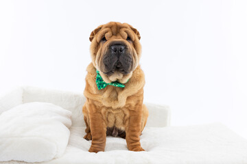 Shar Pei Sitting on White Couch with Bow Tie