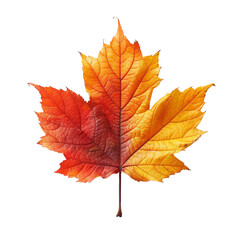 Obraz premium Vibrant Autumn Maple Leaf with Two Toned Color on transparent background