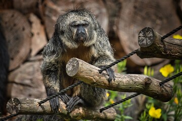 Saki Monkey at the Zoo