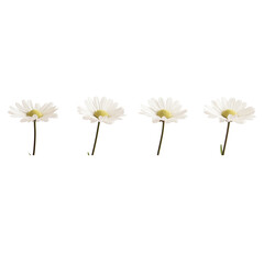  set of four white wild daisy flowers on long stems, isolated on a clear white background 