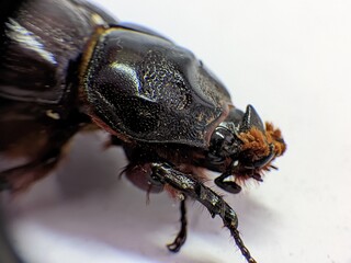 black beetle on black background