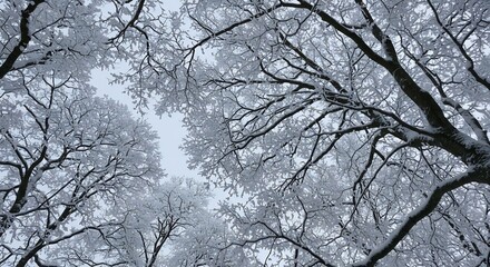 雪化粧した木々の枝が空を覆う幻想的な冬の風景