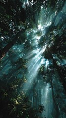 Sunlight streams through a misty forest canopy