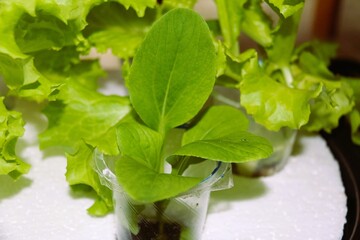 Hydroponic media with lettuce and spinach plants grown using used plastic drink cups.
